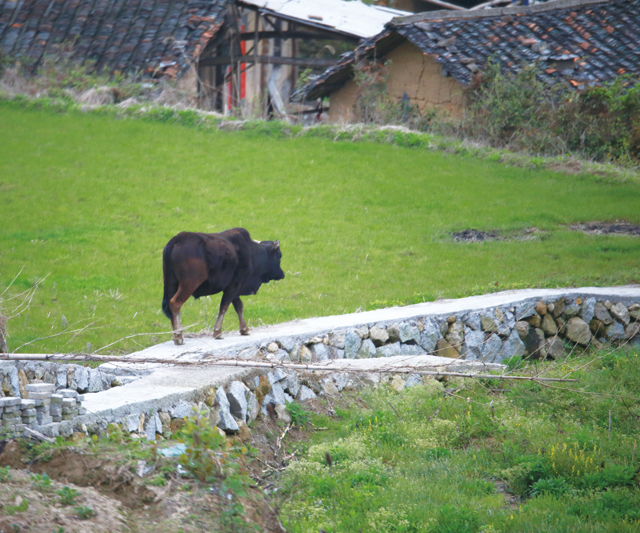 一只牛在村庄闲适地漫步