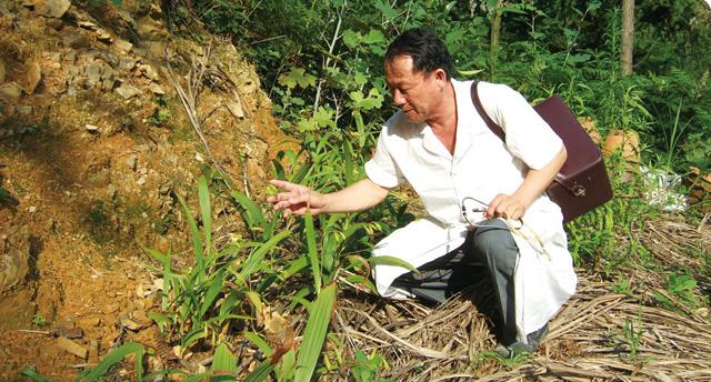 廖其贵在青龙山查看中草药种植情况