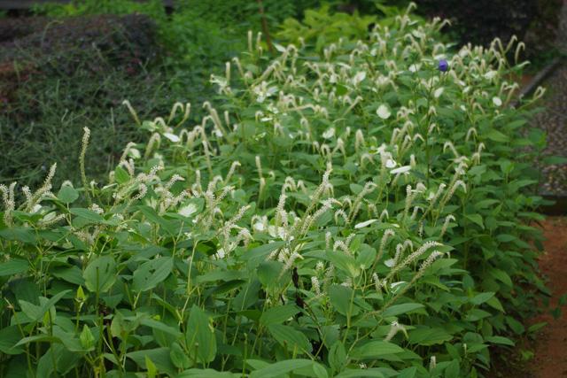 三白草（白莲花）