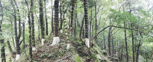 仿野生原生态基地