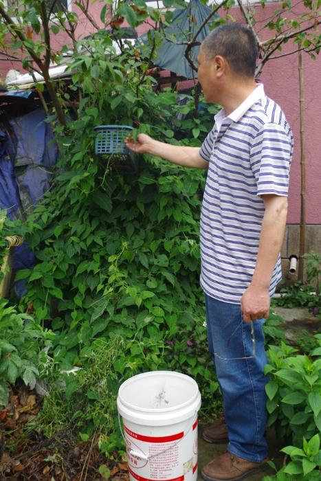 陈基海的诊室外自种了各种类常用中草药