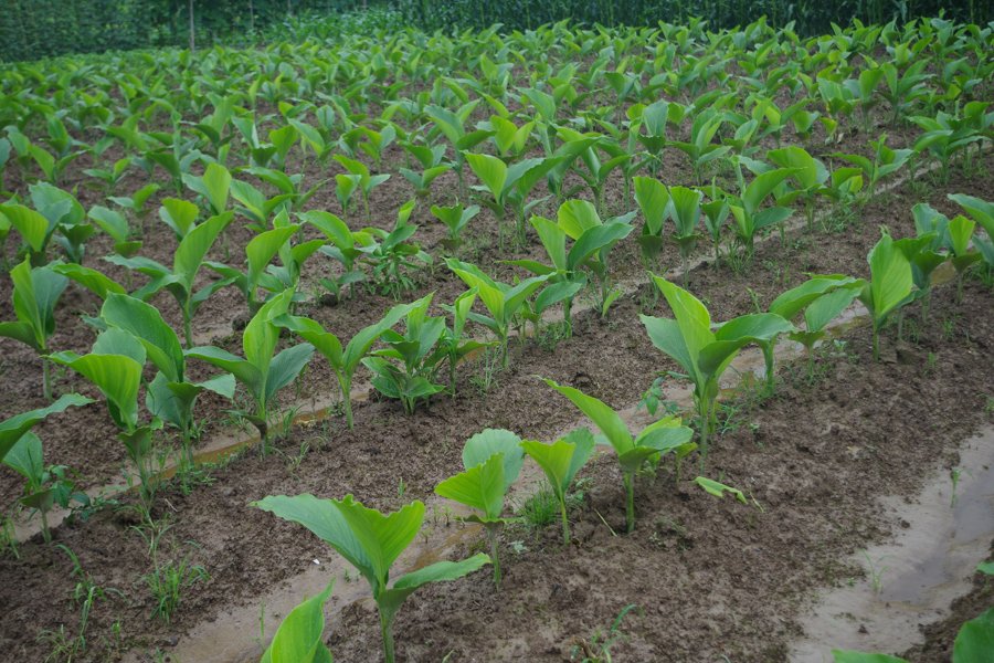 温郁金种植基地