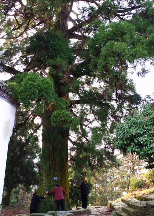 寺外700余岁的柳杉