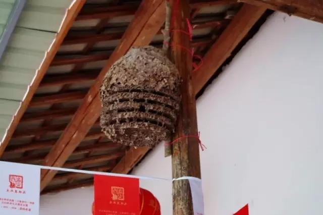 房梁上的土蜂巢