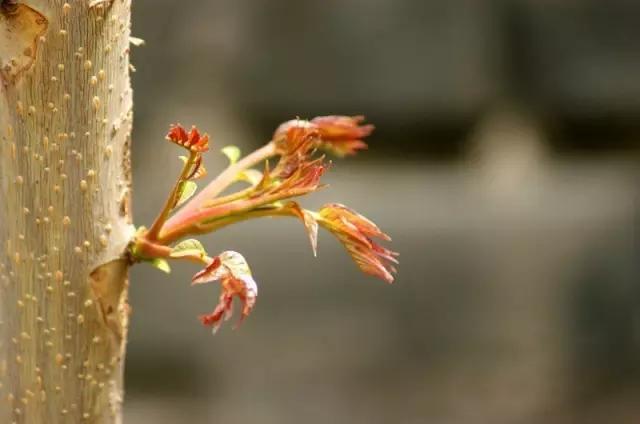 香椿芽