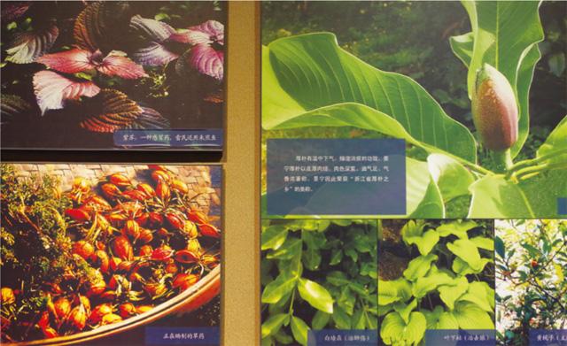展示的畲族常用药材
