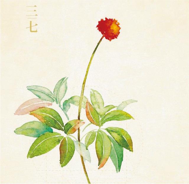 三七