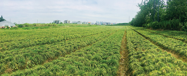 慈溪麦冬种植基地