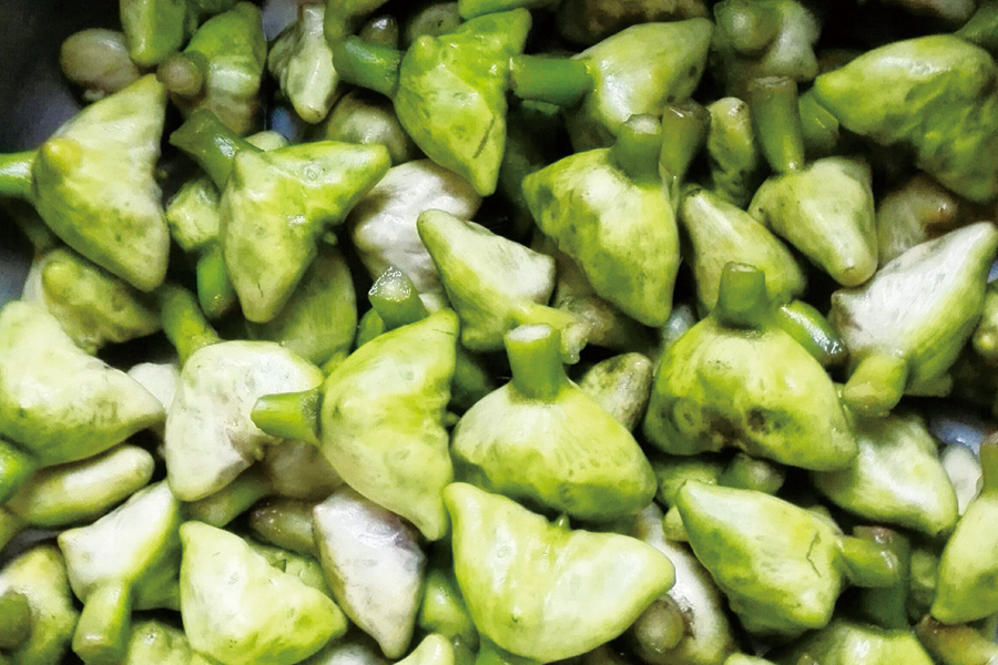 棱角圆润可爱的南湖菱