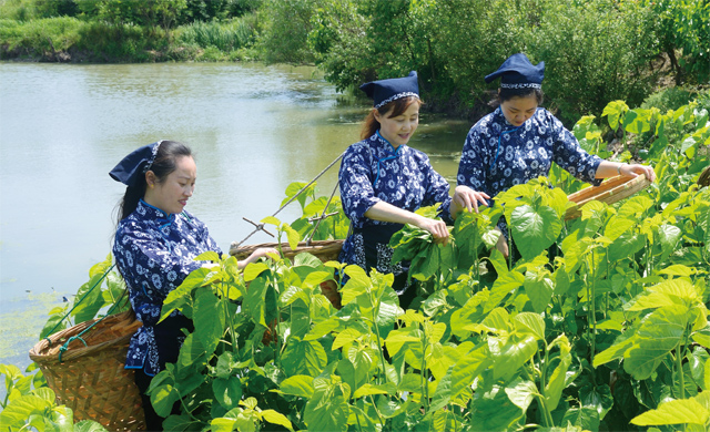 采桑叶