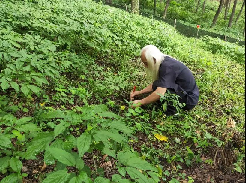 基地实拍野山参.jpg